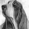 bassethound