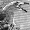 gabbiano