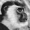 guereza