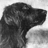 labrador