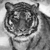 tigre