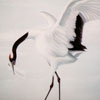 ibis